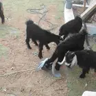 3تيوس 2جفرات عمر شهرين ونص