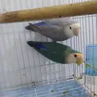 زوج روز تحته بيض على وشك يفقص