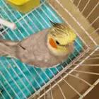 طير كروان عمره سنتين يغني و اليف و لعوب و غير قابل للتنزيل