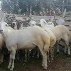 ذبائح للبيع بلدي