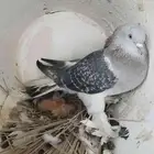 حمام تركي ثلج مع زغليل