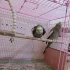 عصافير كروان ذكر وانثى