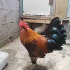 للبيع ديك ما ادري وش نوع ممكن براهما