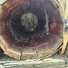 نحل للبيع قوي وريشه