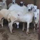 نعجة مع رخل للبيع