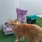 قط للتبني