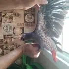 فرخ كاسكو. من إنتاجي. طفرة