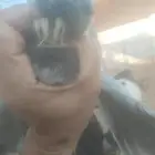 الطائف حي الواصليه