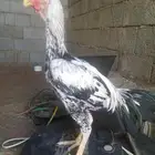 دجاج فارسي