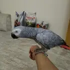 كاسكو ثلجي أليف متكلم