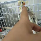 طير كروان ذكر اليف