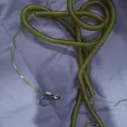 حبل للطيور