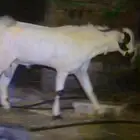 تم البيع الله يبارك لراعيه تيس بيشي فحل عمره تسعه شهور