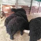 خرفان طليان ذبايح