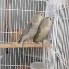 جوز روز منتج