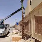 نخل واشنطونيا بجميع المقاسات واشجار