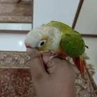 طير كنيور للبيع