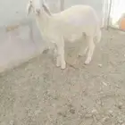 الطائف الواصله