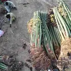 يوجد لدينا جميع انواع النخيل المثمر تواصل