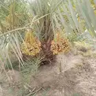 نخيل مثمر للبيع صقعي سكري اخلاص هلالي مجدوله شيشي خضري برحي