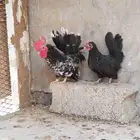 النوع دجاج جبنايز