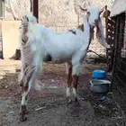 جفره