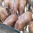 معزاء دهم كفو واغلبها دفع وفيها جفار جاهزه للفحل العدد 34