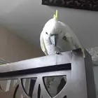 كوكاتو