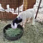 تيس فحل اجم