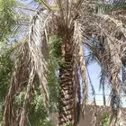 تكريب وتشذيب النخل العربي