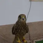 شبوط وباشق البيع