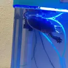 سلحفاء للتبني