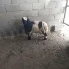 هرفي نعيمي شحم ولحم