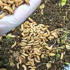 يرقات BSF لتغذية الطيور والاسماك والحيوانات الأليفة