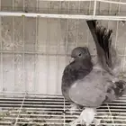 حمام كرنقو