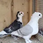 حمام حب الرومان