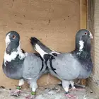 حمام شامي تم البيع