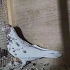 حمام باكستاني