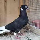 حمام قطايف