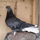 حمام قطايف