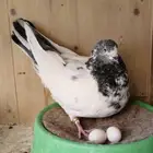 حمام باكستاني