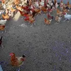 للبيع ديوك بلدي