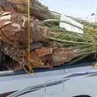 يوجد لدنا نخل مثمر للبيع