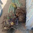 نخيل