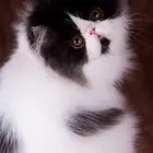 للبيع ذكر بيرشن بيكي فيس مسجل في CFA