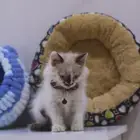 قطط شيرازيه صغيره