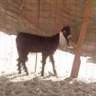 عنز جفره لبيع