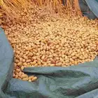 ابوعمارلتوريدالفسايل