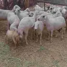 عشر حبات حري للبيع