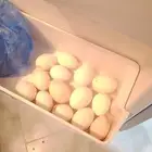 دجاج بياض شرط